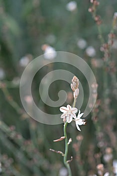 Hollow-stemmed asphodel photo