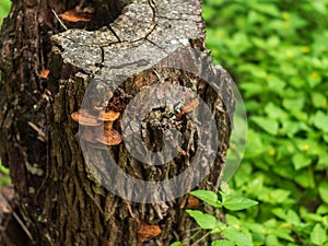 Hollow stump with colorful mushrooms growing on it, surrounded by lush vegetation on forest floor