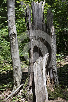 Hollow stump showing weathering