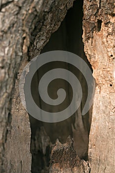 Hollow in tree photo