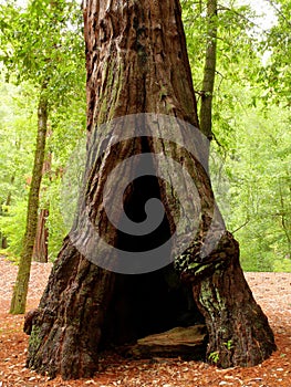 Hollow tree photo