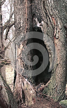 A hollow in a tree