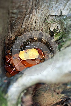 Hollow tree bark with water where floating leaves