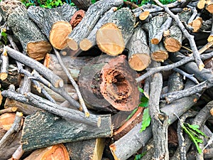 Hollow tree caused by stem borer worm