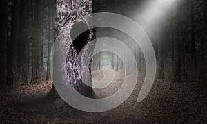 Hollow Tree Surreal Forest Background, Dark Woods photo