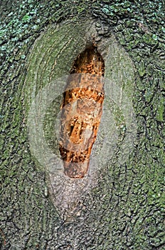 Hollow in tree