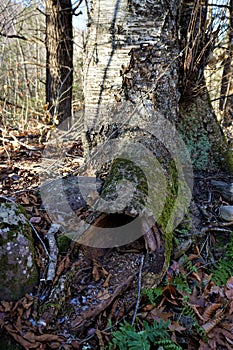 Hollow tree entrance through root