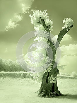 Hollow tree in infrared