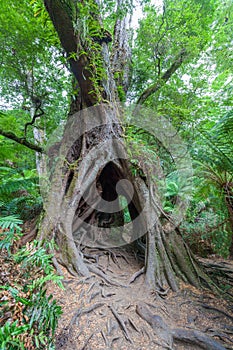 Hollow tree with intricate roots