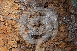 Hollow tree in the middle