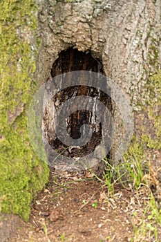 Hollow in tree roots as forest nature concept