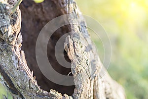 Hollow tree stump,serves nest for birds and shelter for animals