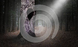 Hollow Tree Surreal Forest Background, Dark Woods