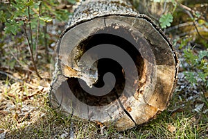 Hollow tree trunk with heart shape