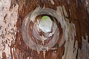 hollow tree trunk