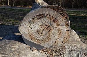 The hollow tree trunk lies on the ground and can be creeped into it is a playground for children around the lawn