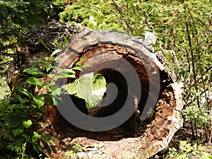 Tree hollow on natural background close-up view