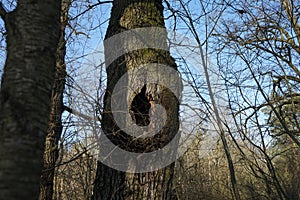 Hollow in a tree in a winter forest. Berlin, Germany