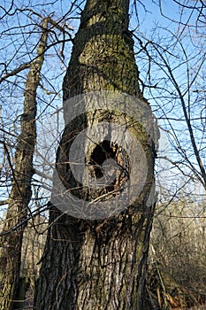 Hollow in a tree in a winter forest. Berlin, Germany