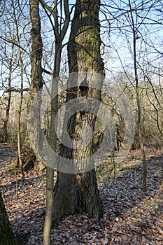 Hollow in a tree in a winter forest. Berlin, Germany