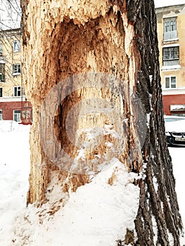 Hollow in a tree. Winter forest birch and hollow. A hollow in a birch. An opening in the Birch. The woodpecker has made an opening