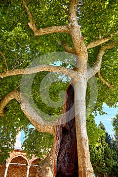 A hollow trees in the Second Courtyard of Topkapi Palace, Istanbul