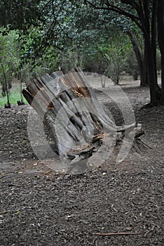 Hollow trunk of dead tree
