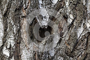 Hollow in the trunk of a pine tree