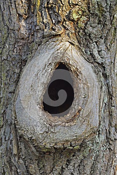 Hollow trunk of a tree