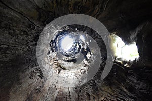 a hollow trunk of a tree