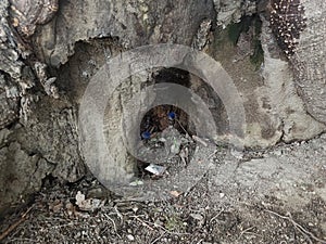 the hollow under stem tree photo