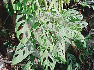 Hollow widow plant