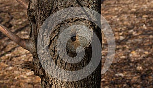 Hollow wood from old tree. Hole in the tree. Wood hollow, look like an eye of the tree. Old wood surface, texture for background.