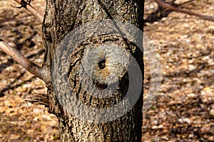 Hollow wood from old tree. Hole in the tree. Wood hollow, look like an eye of the tree. Old wood surface, texture for background.