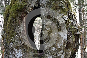 The hollowed beech tree in the forest