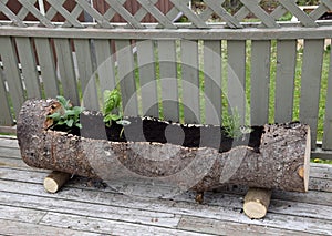 Hollowed out tree trunk herb planter