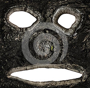 Hollows on the bark of a tree in the form of a face