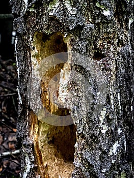 Hollows and holes in an old tree in the forest