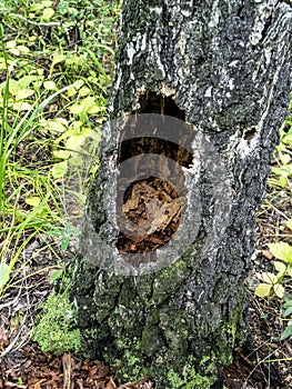 Hollows and holes in an old tree in the forest