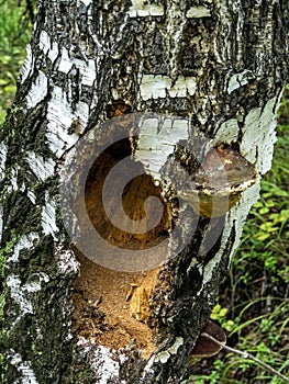 Hollows and holes in an old tree in the forest