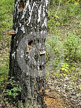 Hollows and holes in an old tree in the forest