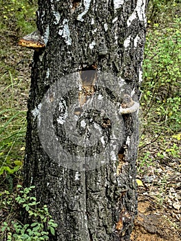 Hollows and holes in an old tree in the forest