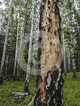 Hollows and holes in an old tree in the forest