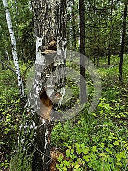 Hollows and holes in an old tree in the forest