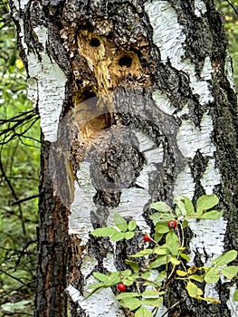 Hollows and holes in an old tree in the forest