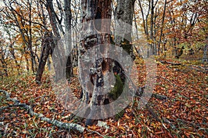 Hollows in the trunk of an old tree