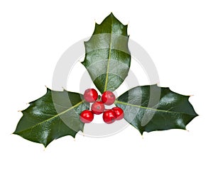 Holly with Berries