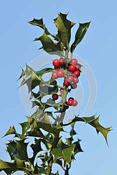 Holly Berries