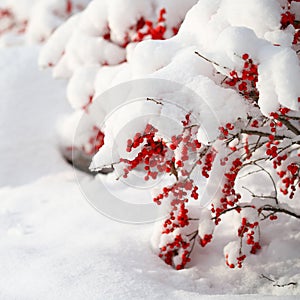 Agrifoglio frutti di bosco coperto con neve.. al di fuori 