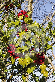 Holly with berries or drupes against a blue sky